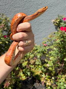 Red Salt Marsh Water Snake Adult Female