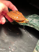 Golden Coin Box Turtle 2023