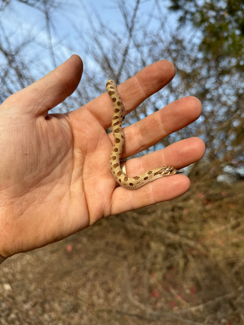 Anaconda Western Hognose Snake Female