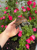 Reeves Turtles Adult Female