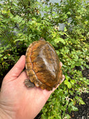Flat Shell Turtle Juvenile Female 2025