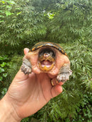 Vampire Musk Turtle Adult Female