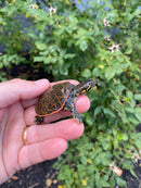 Pastel Clown Florida Softshell
