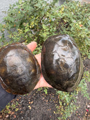 Franco-Italian Pond Turtle Adult Pair