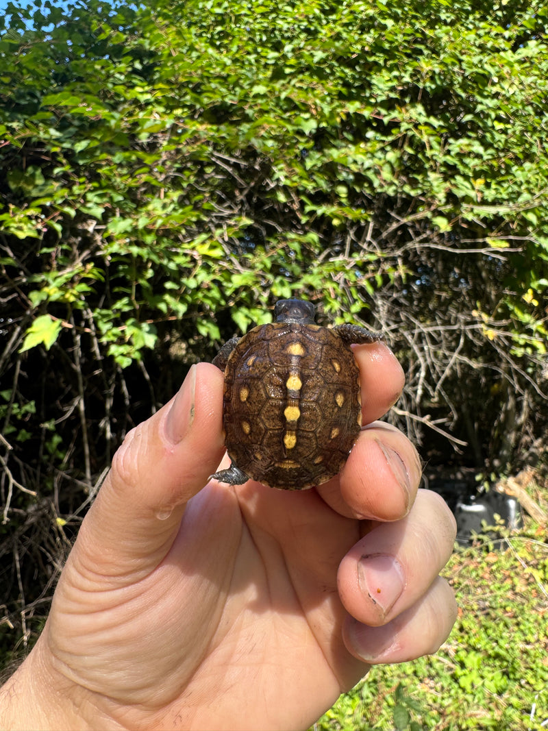 Hi Color Yellow Baby Eastern Box Turtle