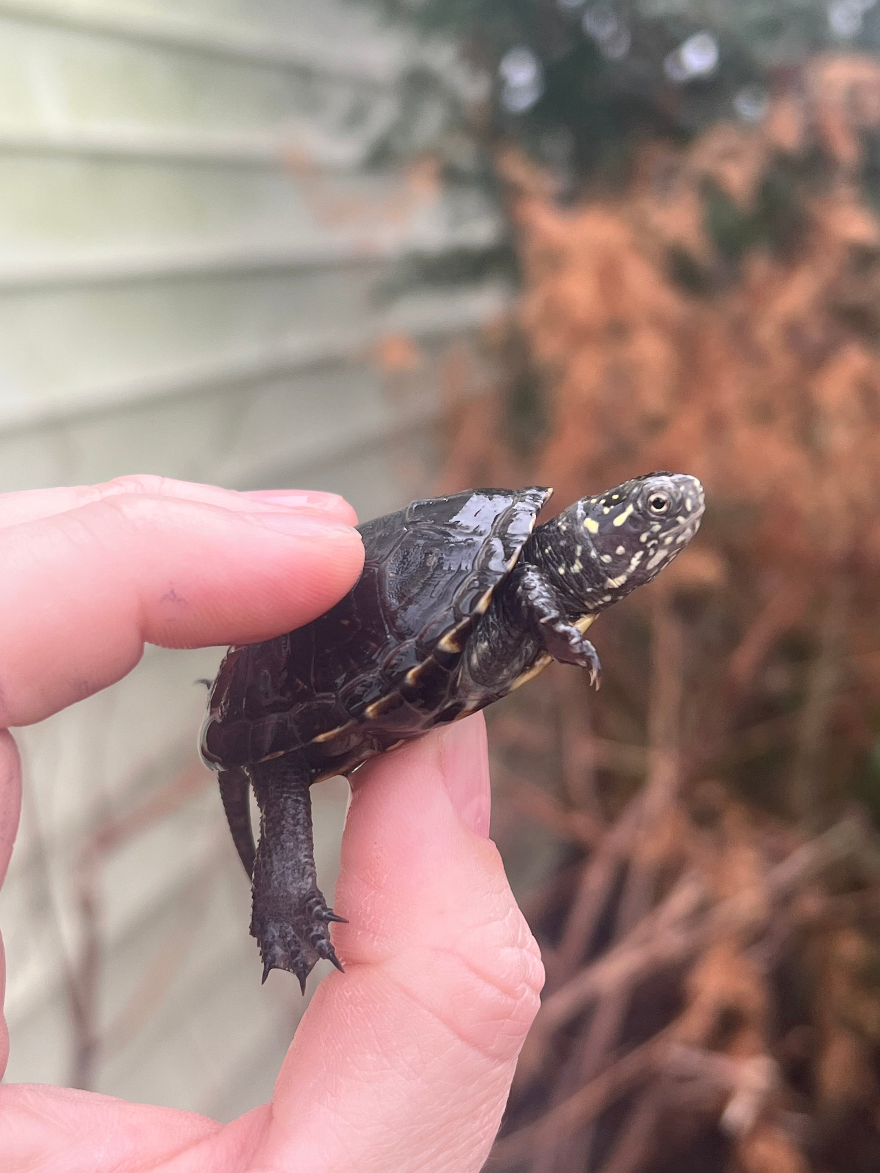 European Pond Turtles For Sale | American Reptile Distributors