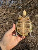 Florida Box Turtle Adult Female