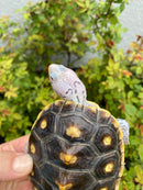Ornate Diamondback Terrapin Female