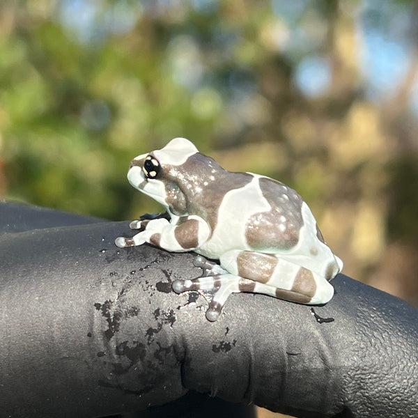 Amazon Milk Frogs For Sale | American Reptile Distributors