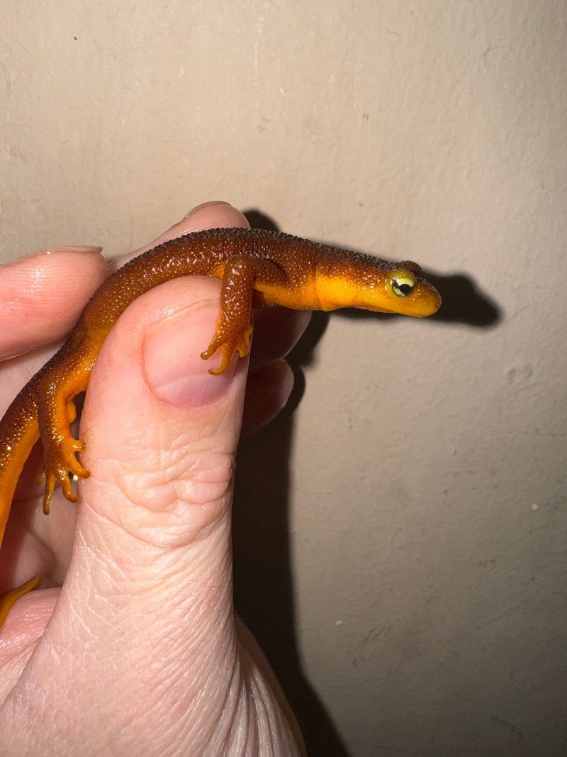 California Orange Bellied Newt Adults (Taricha torosa)