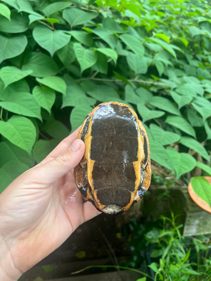 Twist-necked Turtle LTC Male