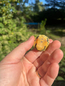 Yellow Flame Baby Florida Red Bellied Turtle