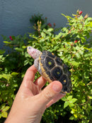 Ornate Diamondback Terrapin Female