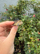 Hypomelanistic Common Snapping Turtle 2026
