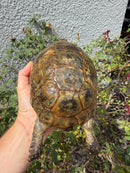 Mesopotamian Greek Tortoise Adult Female