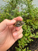 Hi Orange Leopard Softshell