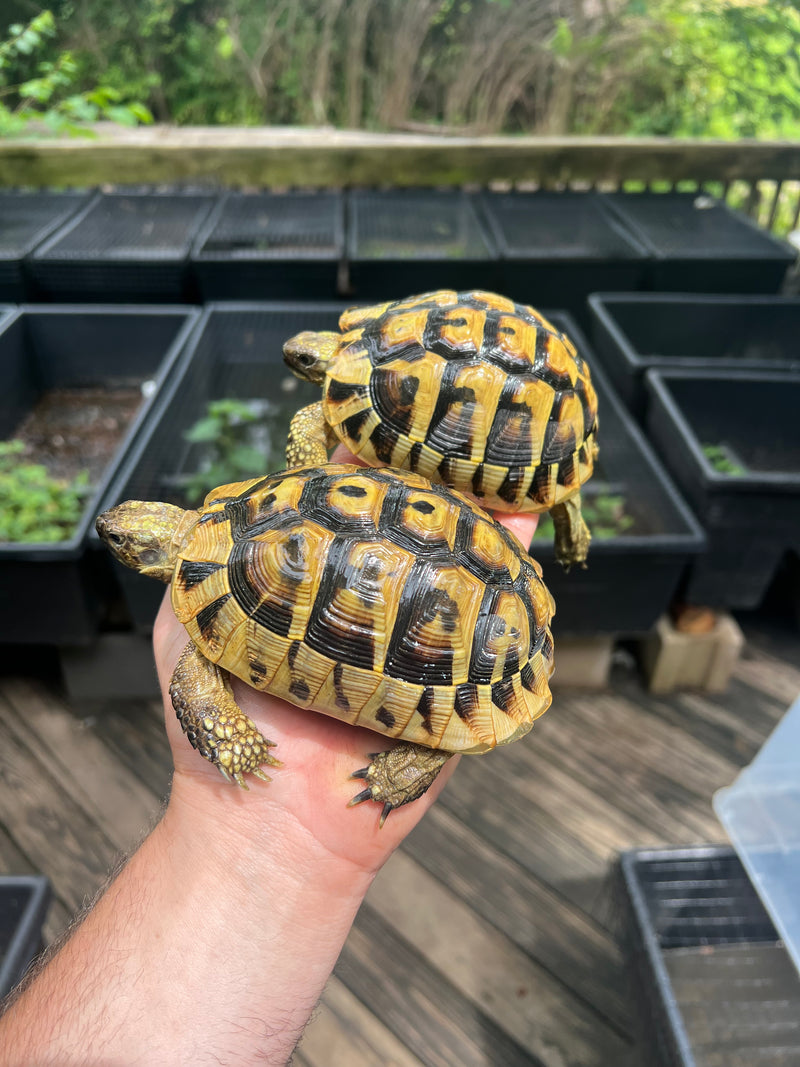 Eastern Hermann's Tortoise Pair