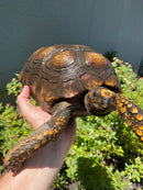 Yellow Footed Tortoise CB Adult Female