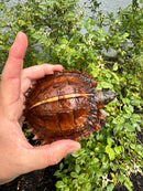 Spiny Hill Turtle CB 2025
