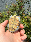 Ornate Diamondback Terrapin Female