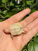 Paradox Albino Common Snapping Turtle
