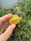 Albino T+ Penninsula Cooter Turtle 2026