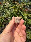 Albino Florida Snapping Turtle 2026