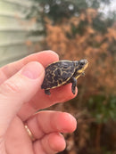 HI YELLOW Florida Box Turtle Baby