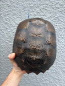 Florida Snapping Turtle Adult Female
