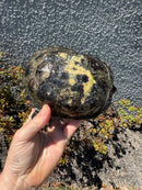 European Pond Turtle Adult Pair