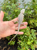 Hypo Zero Bearded Dragon