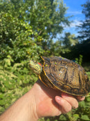 Pastel Clown Red Eared Slider Turtle Breeder Male