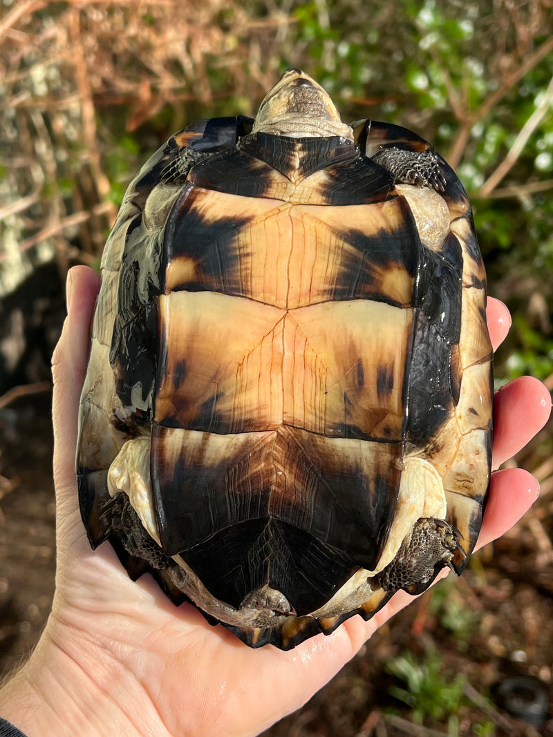 Black Marsh Turtle Adult Pair