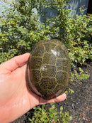 Sicilian Pond Turtle Adult Pair