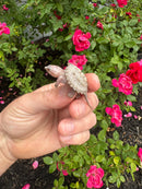Albino Florida Snapping Turtle 2026