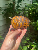 Gulf Coast Box Turtle 2021 Female