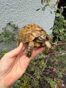 Mesopotamian Greek Tortoise Adult Male