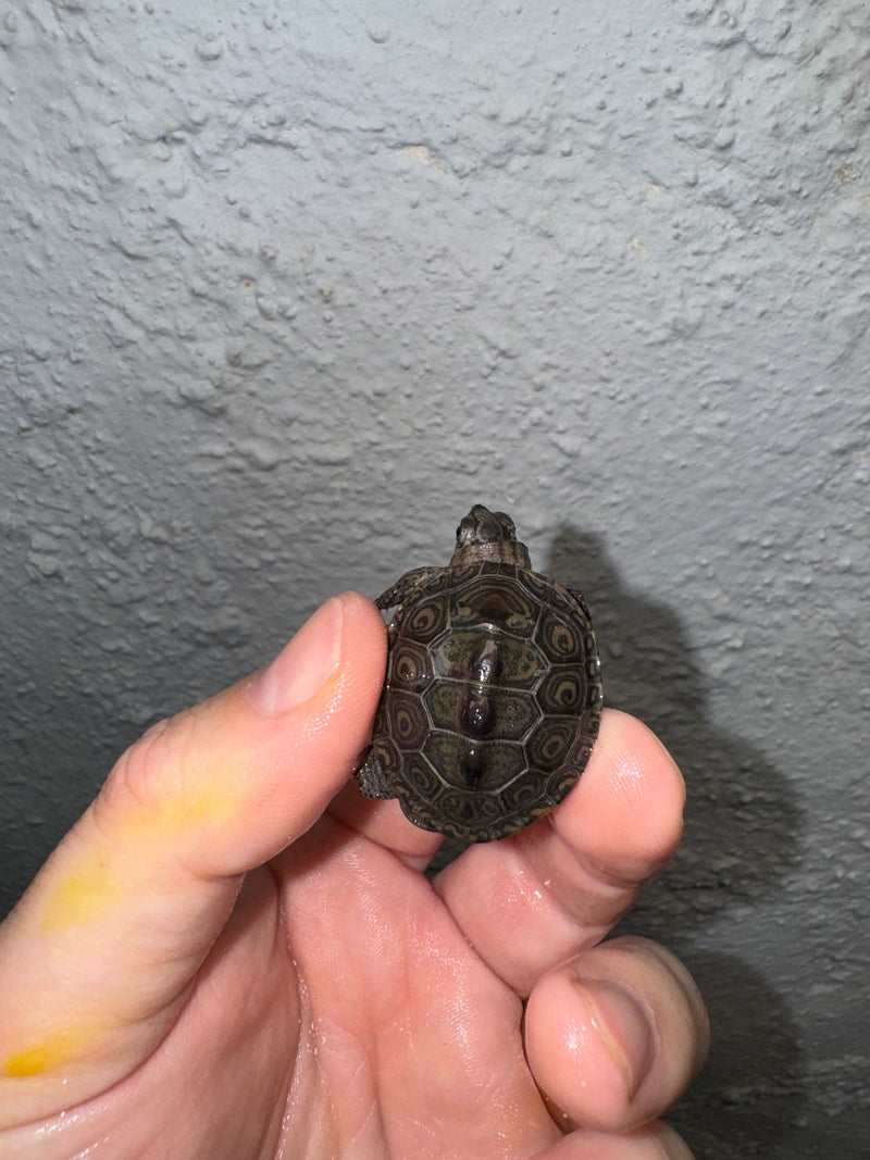 Hi White Concentric Diamondback Terrapin 2024