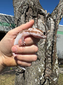 White Out Oreo Zulu African Fat Tailed Gecko Adult Female