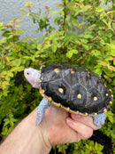 Ornate Diamondback Terrapin Female