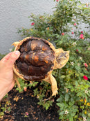 Hypomelanistic Common Snapping Turtle 2024