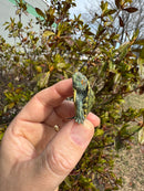 Mitch Clown Red Eared Slider Turtle