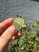 Pastel Clown Red Eared Slider Turtle