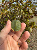 Pastel Picasso Red-Eared SliderTurtle