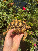 Sri Lankan Star Tortoise 2010