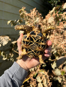 Sri Lankan Star Tortoise Female