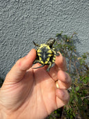 West Coast Pond Turtle Baby