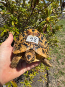 Libyan Greek Tortoise Adult Female