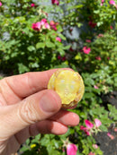 Albino Yellow Bellied Slider Turtle Male