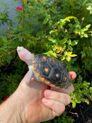 Ornate Diamondback Terrapin Male
